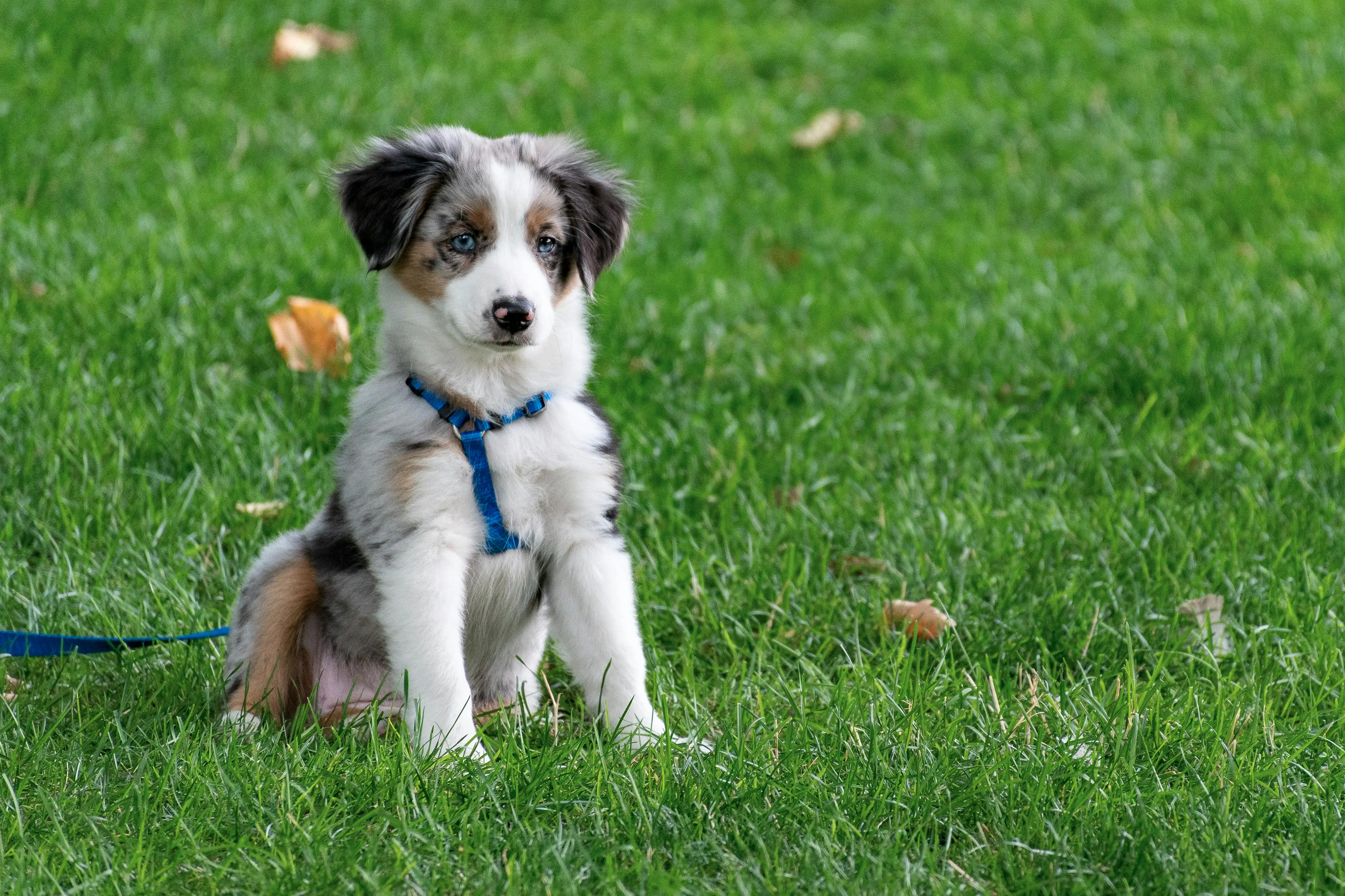 Dog training session