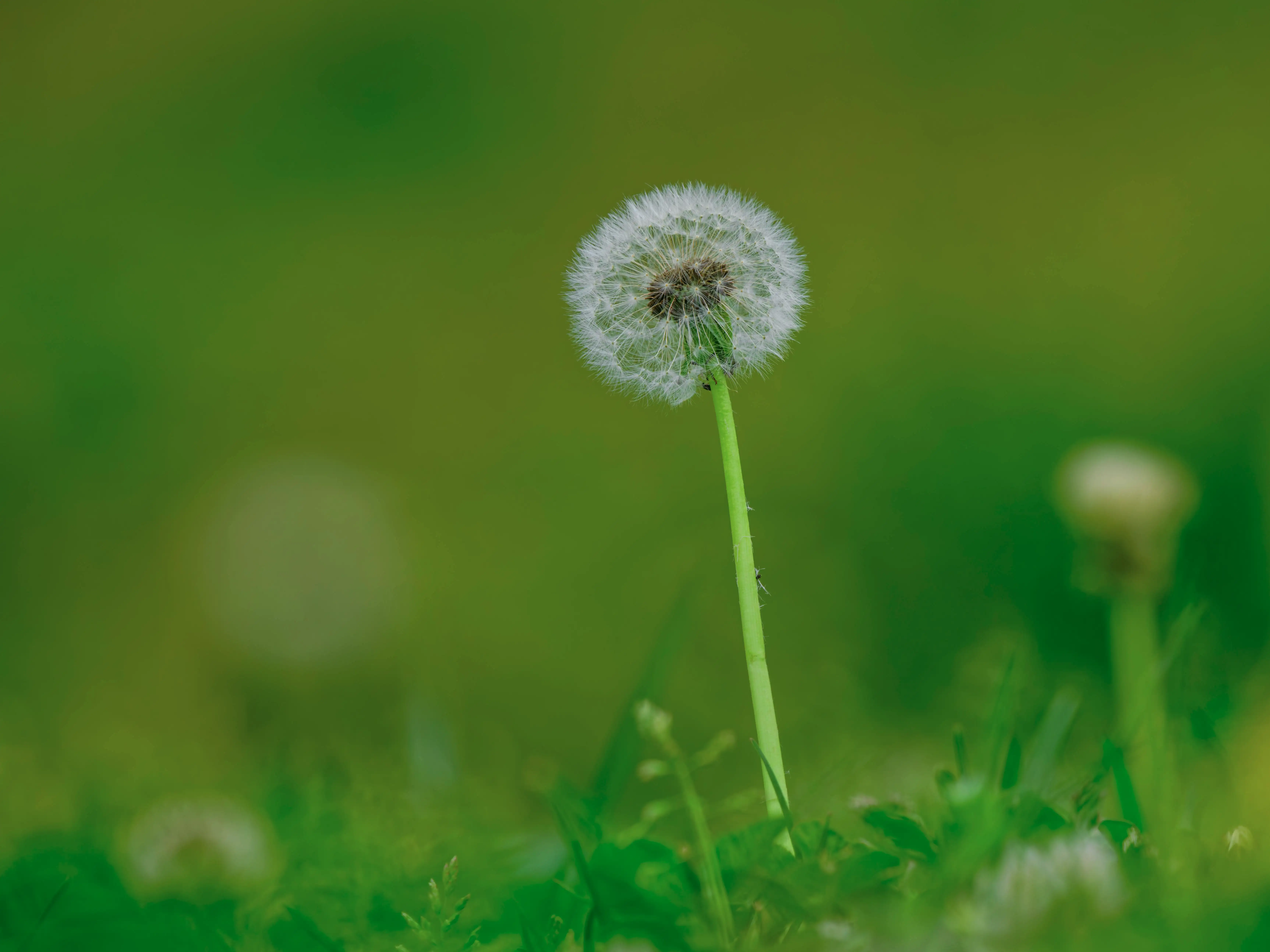 Lawn weed control treatment