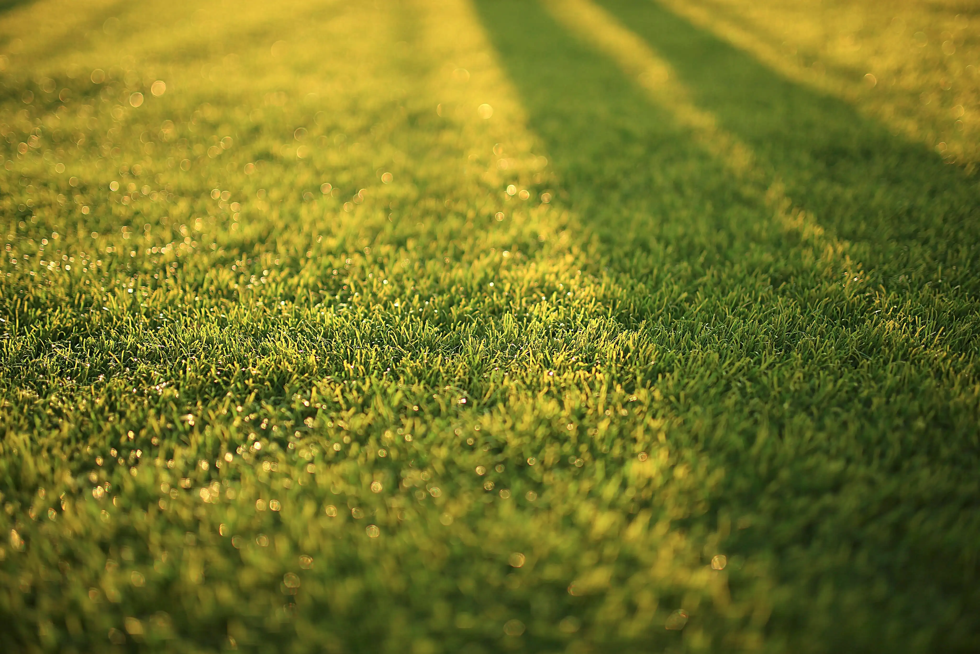 Mower cutting a green lawn
